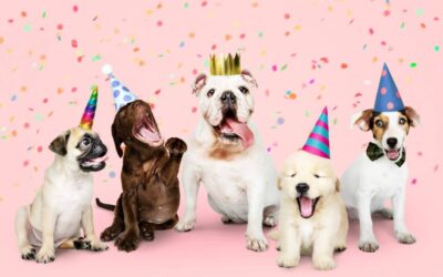 Pet Grooming Party in Chicago: Join PawCare in Its 1st Anniversary Celebration 