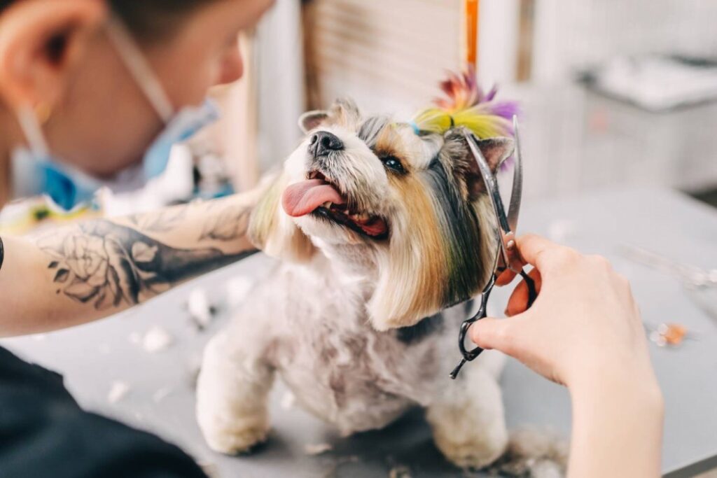 Professional pet grooming