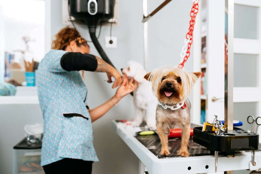 professional pet groomer in Chicago 