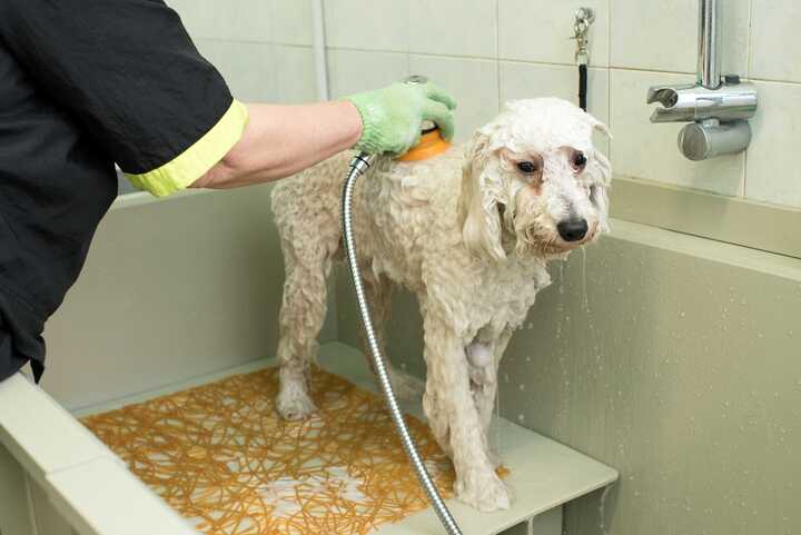 Pet grooming service