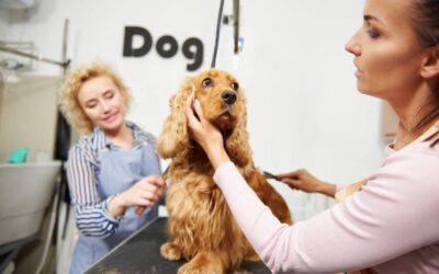 How Can Pet Groomers Effectively Communicate With Pet Parents? 