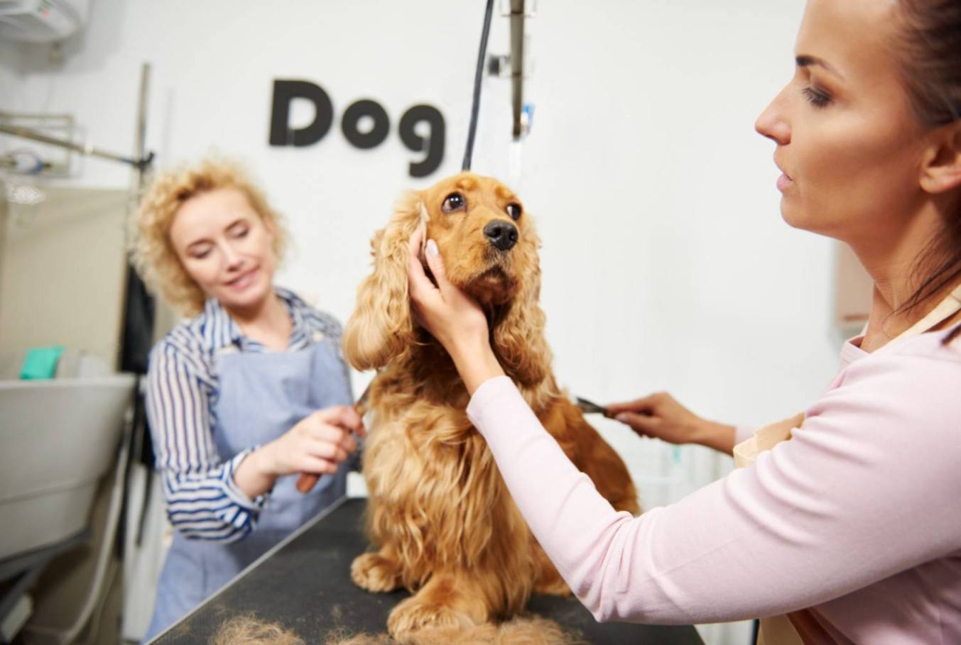 How Can Pet Groomers Effectively Communicate With Pet Parents?