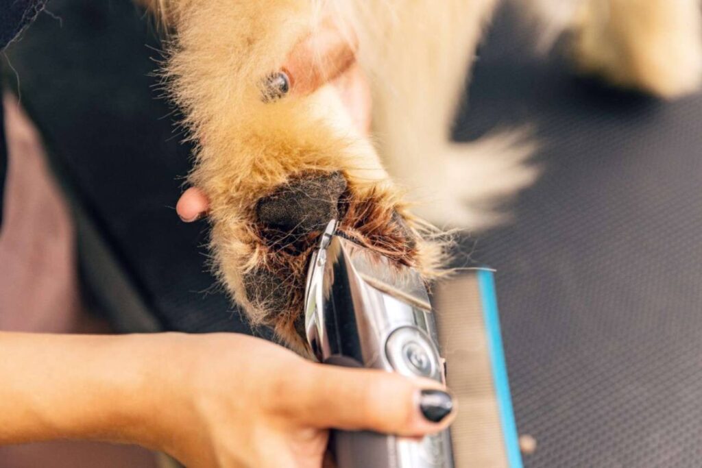 Pet groomers using grooming equipment 