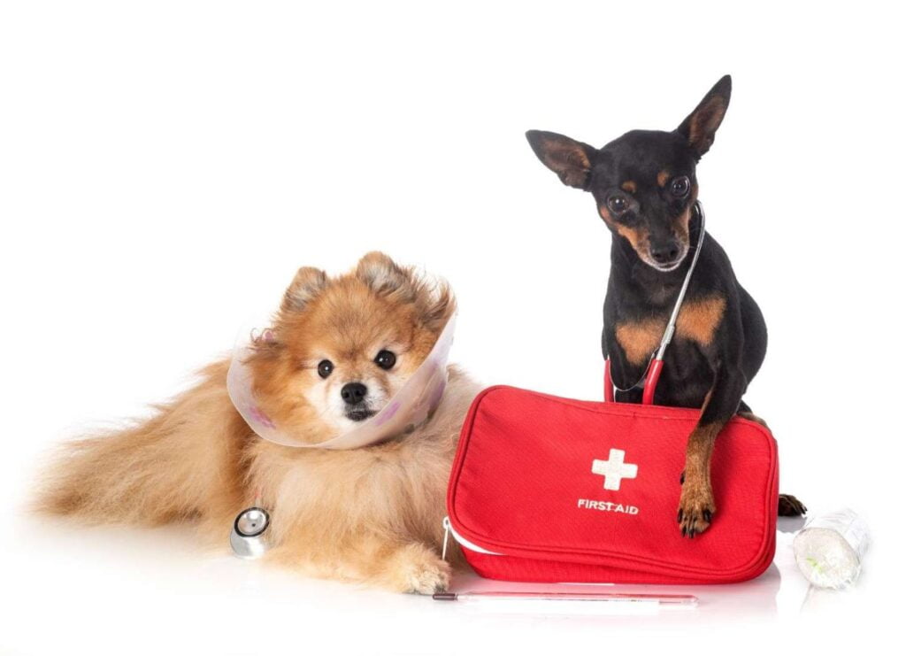 Pet grooming first aid