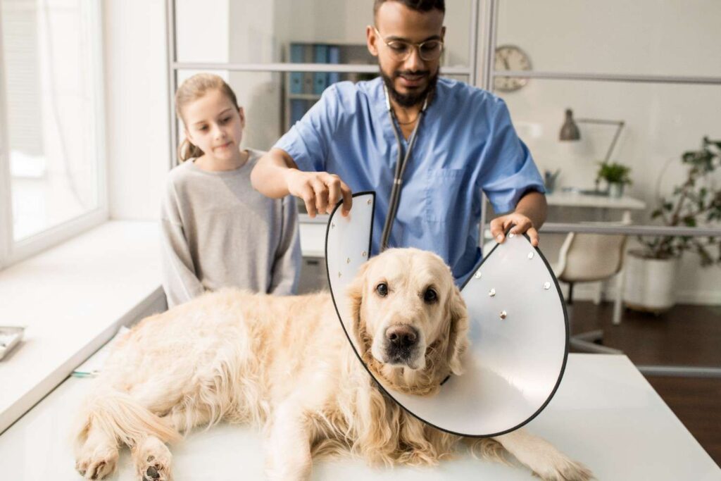 Pet insurance companies for Chicago