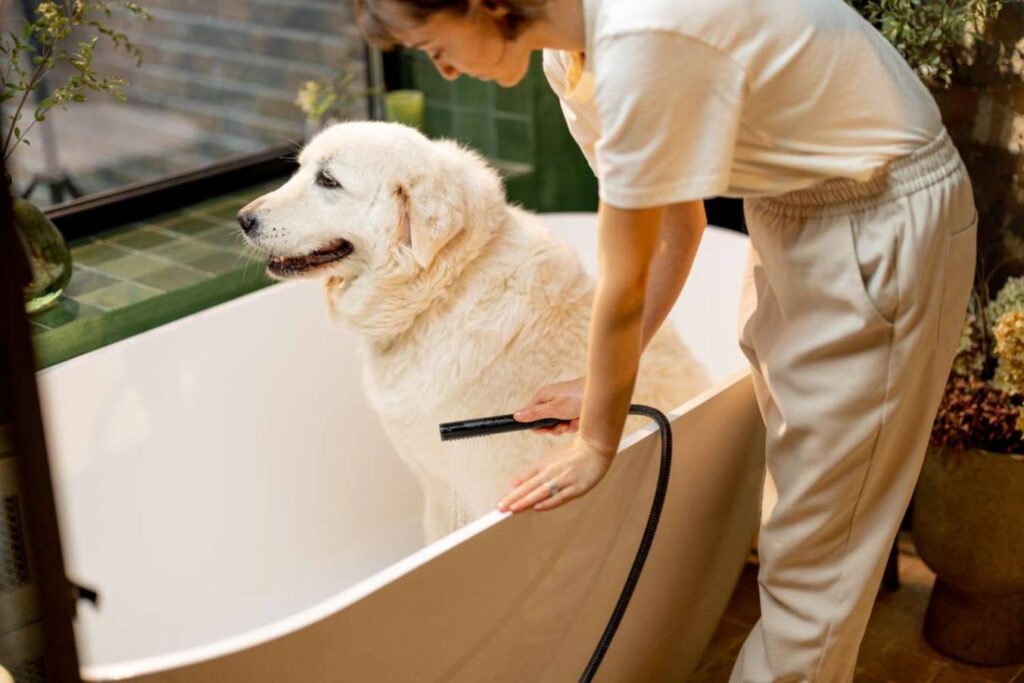 Professional dog grooming products