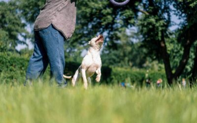 Outdoor Activities for Dogs and Cats: Setting on a New Adventure