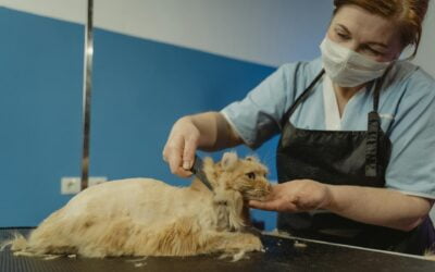Groomer’s Lung: What You Need to Know & How to Cope